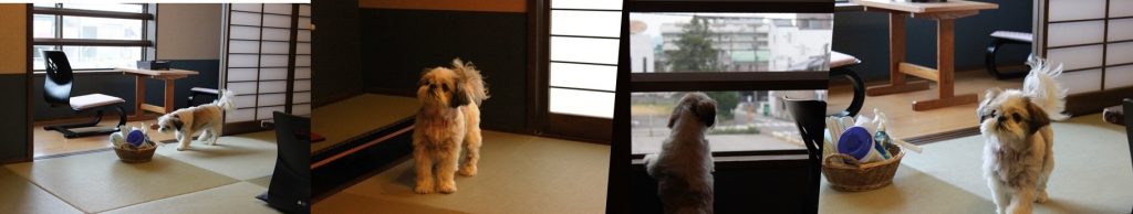 petよくある質問